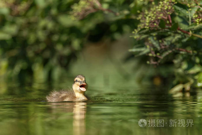 小鸭子在湖上游泳