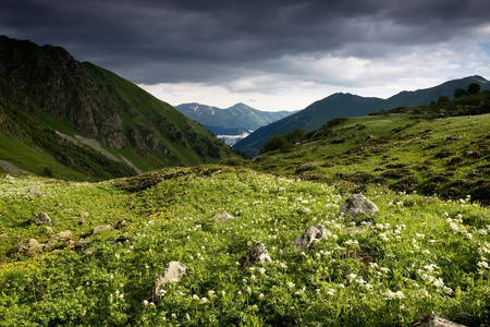 有花的山景。