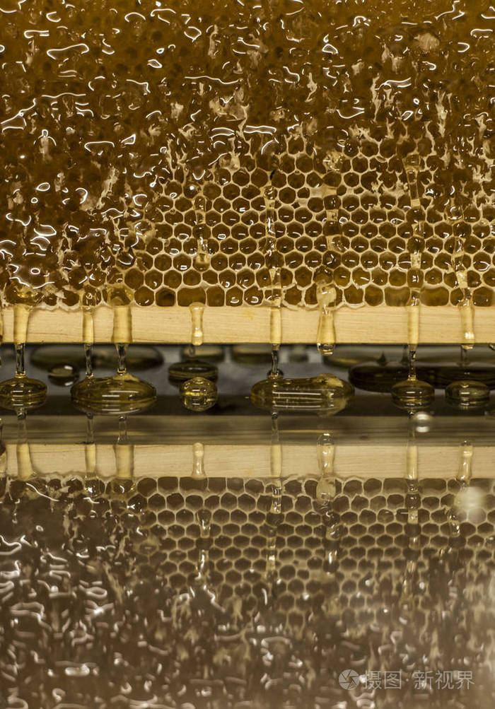 有光泽的黄色金色蜂蜜梳子反射镜像甜甜的蜂蜜滴流期间收获背景与text