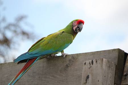 军用Macaw