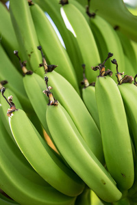 绿色香蕉树上照片