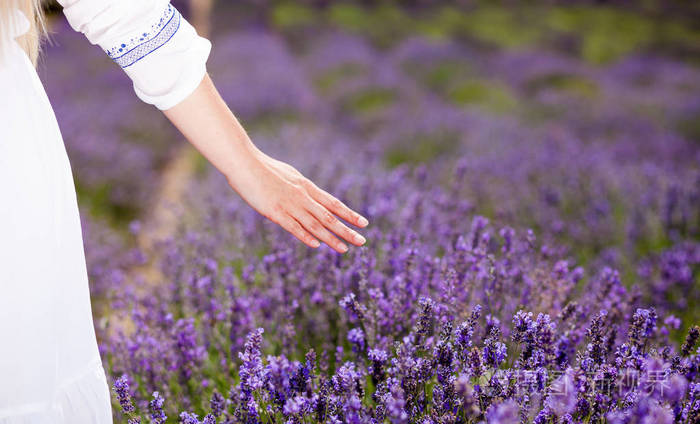 女人用手抚摸薰衣草灌木在夏季的一天