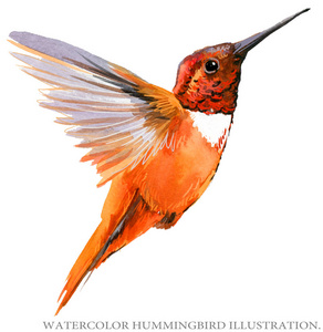 空中花园全景视图中图案的飞行蜂鸟玫瑰和蜂鸟无缝图案菊花和蜂鸟纹身