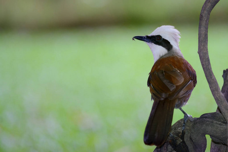 白冠 laughingthrush 作为背景的树枝上栖息