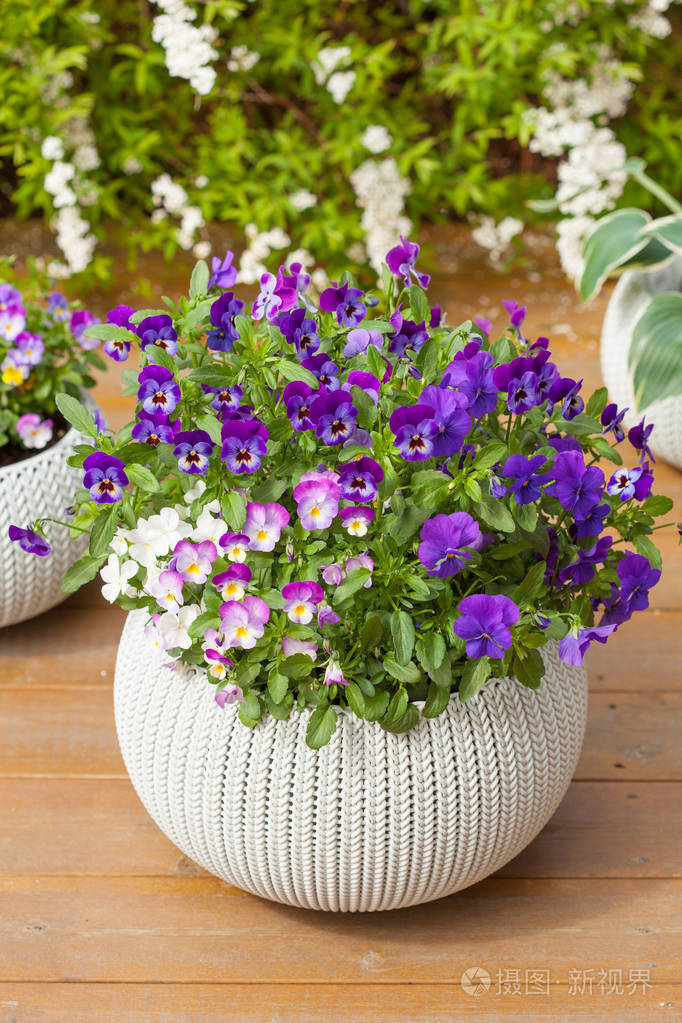 美丽的三色堇夏天花在花园里的花盆