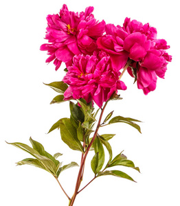 红牡丹的花束红牡丹花束.白色背景上孤立照片