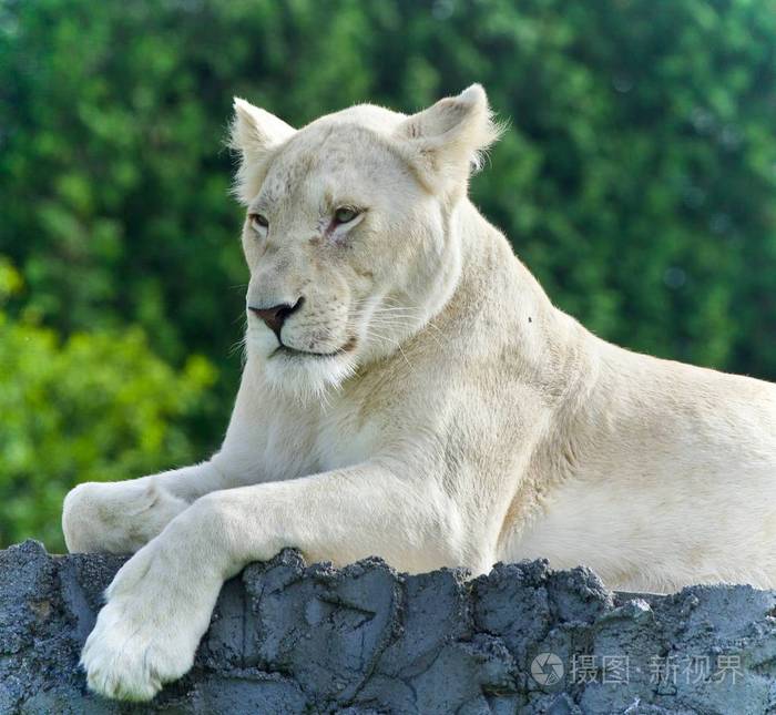 带有字段中放在一边的白色狮子的图片