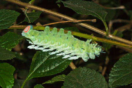 catterpillar attacus 大将军蛾