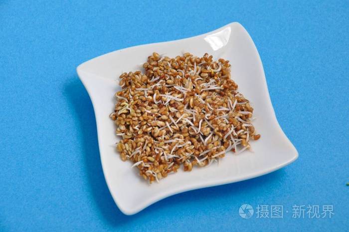 苜蓿种子的发芽在一杯