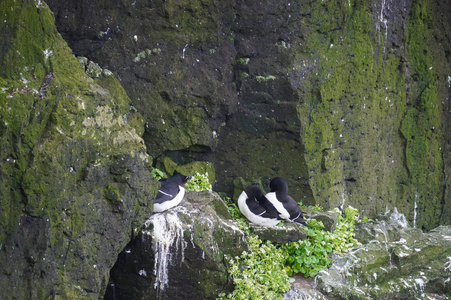 在西方冰岛 Latrabjarg 鸟悬崖共同海鸠