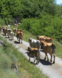 奶牛在路上