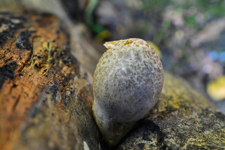 草菇 bombycina 蘑菇