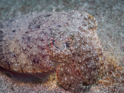 水下的小动物在水下的墨鱼照片