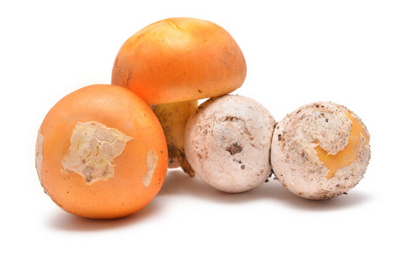鹅膏菌凯撒利亚蘑菇
