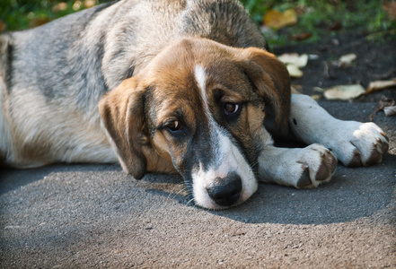 小狗,幼犬浅薄自负的年轻男子狂妄自大的小伙子,呆笨的花花公子〈美俚
