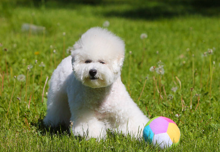 比雄雌犬玩他最喜欢的球在绿色的草坪上一只倒下的狗站在紫色的花的