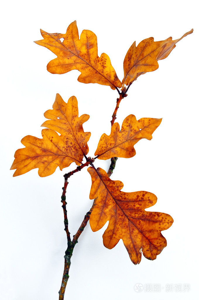 树枝上的橡树叶