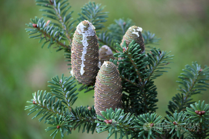 松果pinecone的复数