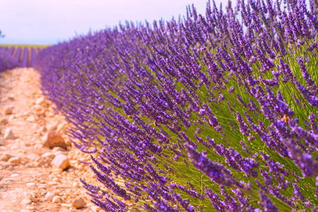 在 Valensole，法国的薰衣草田