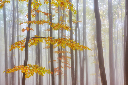 在有雾的木材的秋景