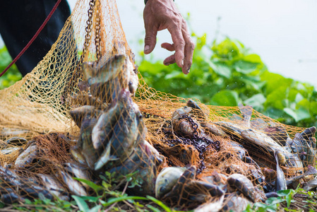 在渔网捕鱼.动物照片