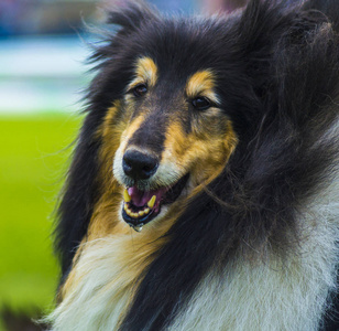 牧羊犬。牧羊犬的狗。牧羊犬是一种风格独特的羊群效应