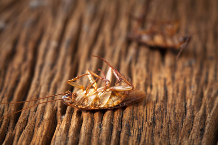 蟑螂是死在木桌上