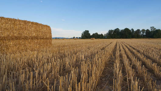 日落时用干草捆收割的麦田