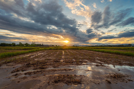 日落在泰国清迈土制备及水稻领域