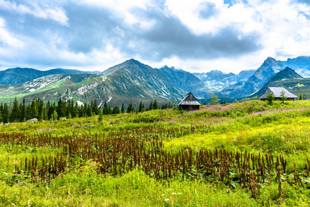 塔特拉山，农村的场面，与山间小屋在山谷和鲜花，夏天景观