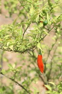 辣椒在植物
