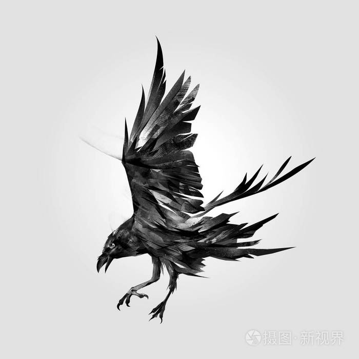 孤立的攻击鸟乌鸦的艺术