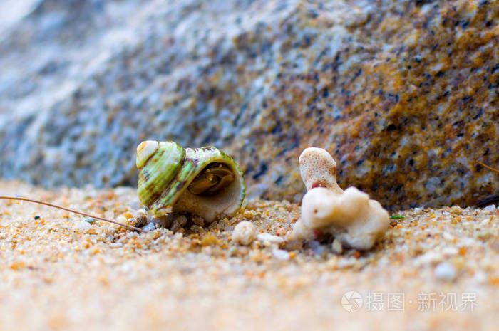 在沙滩上的寄居蟹