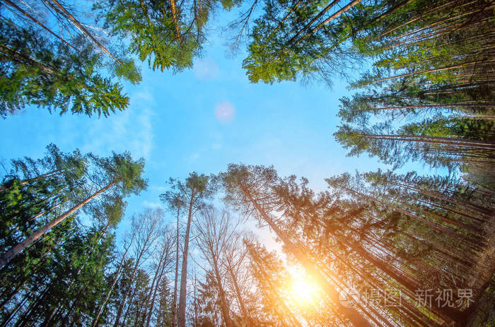早上在松林光从太阳在蓝天之上