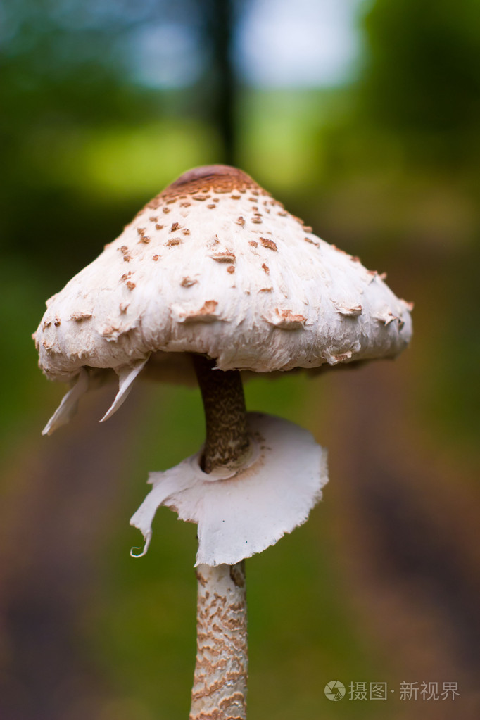 蘑菇蘑菇状物蘑菇形物体女用蘑菇形草帽暴发户