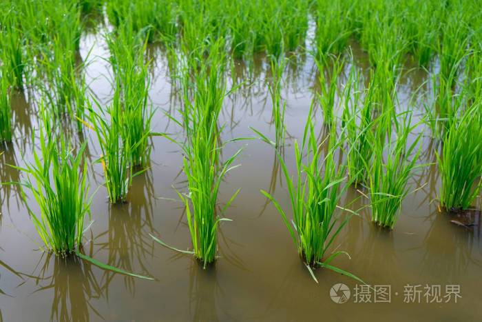 水稻发芽在稻田中水稻幼苗绿色背景