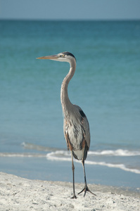 佛罗里达海滩上的蓝色巨鹭