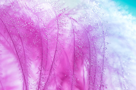 垂下来的羽毛.艺术形象的色调的色紫色羽毛照片