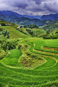 越南山区绿色稻田