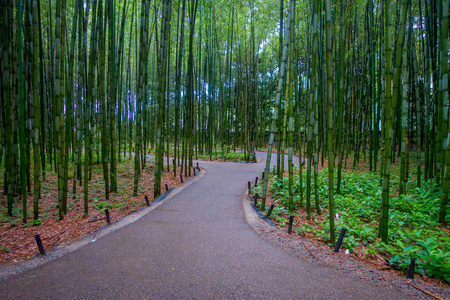 美丽石头路径周围的竹子林，岚山，京都