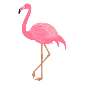 粉红色火烈鸟的矢量插图。孤立的白色背景。异国情调的热带鸟
