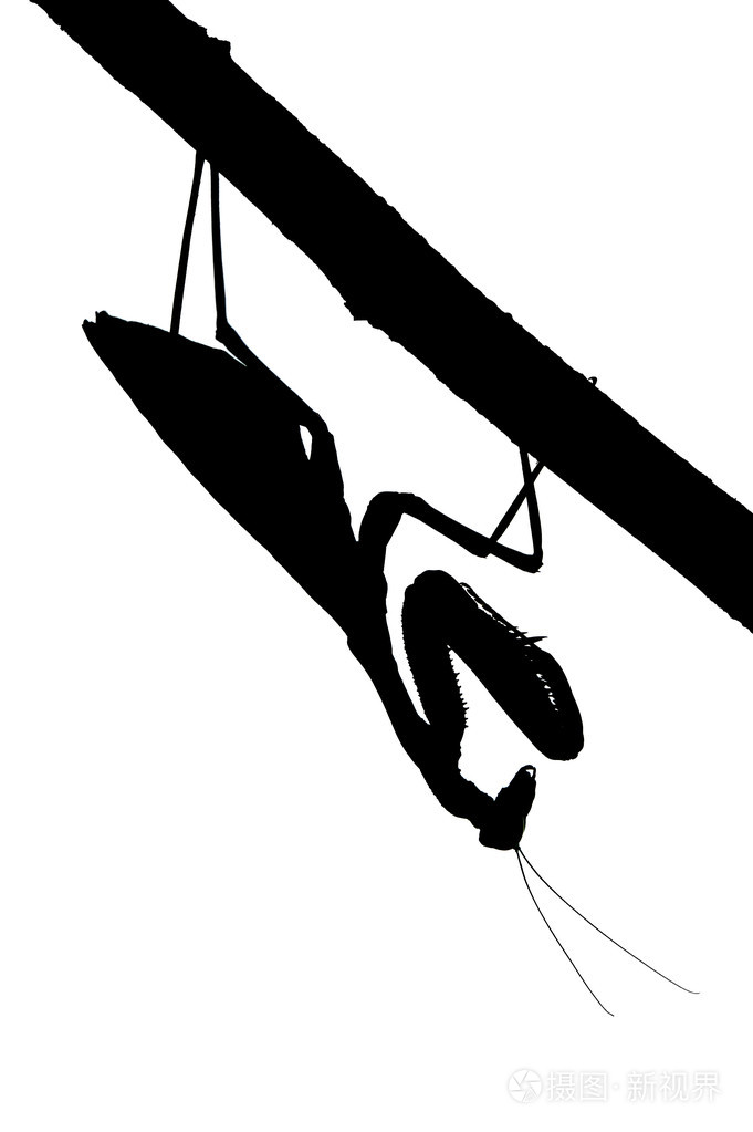 螳螂在树上剪影