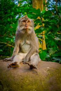 长尾猕猴食蟹猴在乌布猴子林寺在印度尼西亚巴厘岛