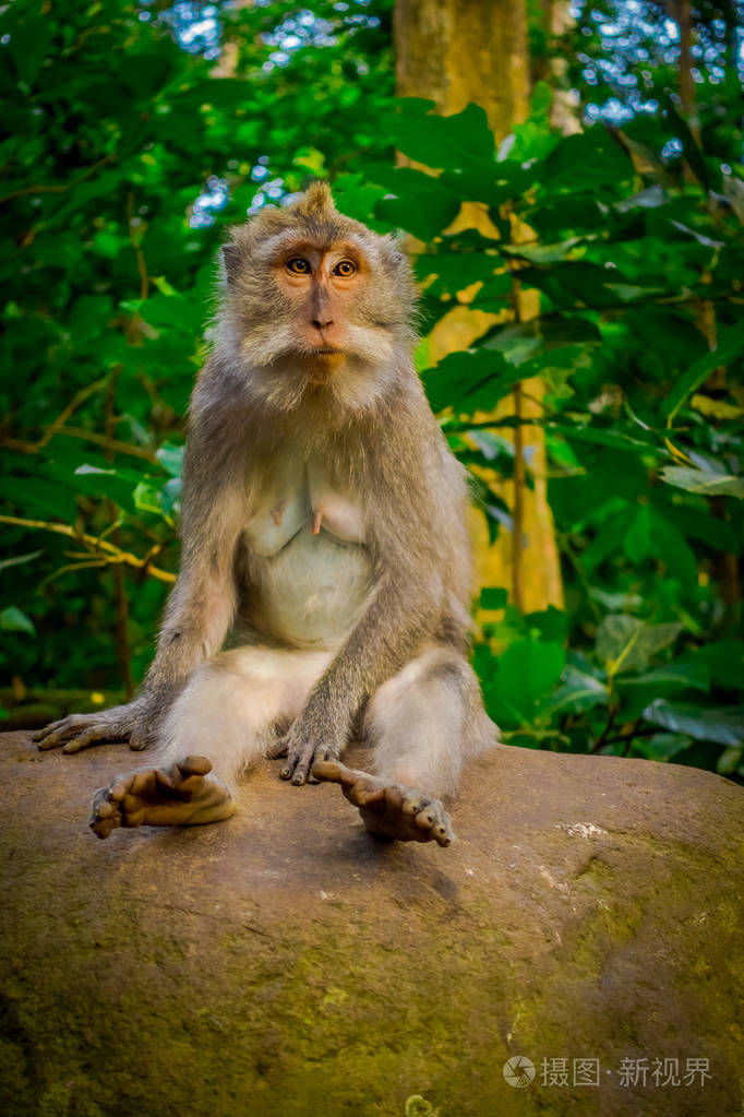 长尾猕猴食蟹猴在乌布猴子林寺在印度尼西亚巴厘岛