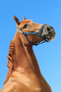 肖像的美丽板栗颜色蓝蓝的天空背景上的马