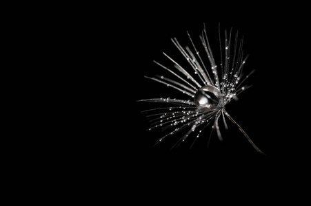 甲虫在露水图片