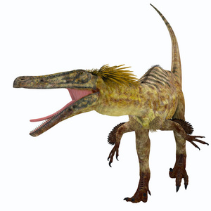 Austroraptor 恐龙在白色