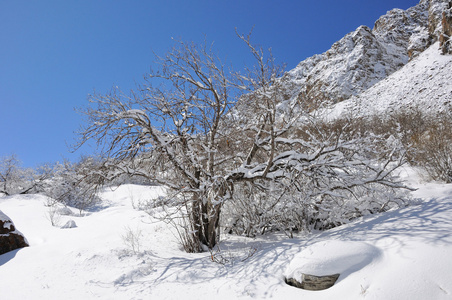 冬天有山，有树，有雪