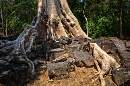 详细的老树根和吴哥窟寺遗址图片