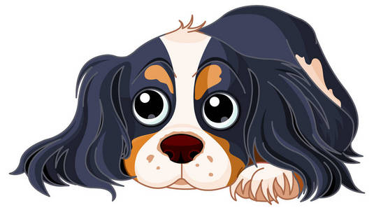 国王骑士骑士国王查尔斯宾格犬照片